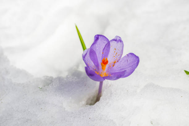istock Flowers in the snow 940375010