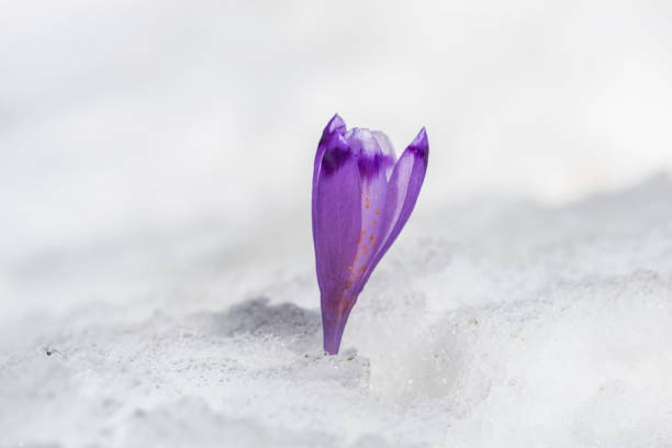 istock Flowers in the snow 940375034