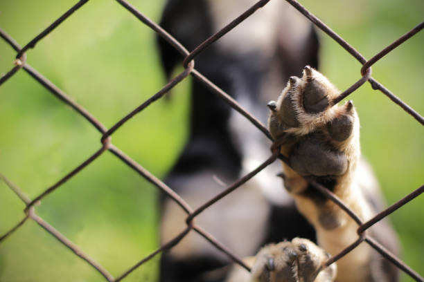 Homeless dog behind bars. Animal sanctuary. Homeless dog in the cage. Dog shalter. Animal sanctuary. sad dog shelter stock pictures, royalty-free photos & images