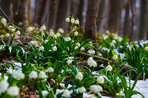 Snowdrop among crocus, fully blooming,