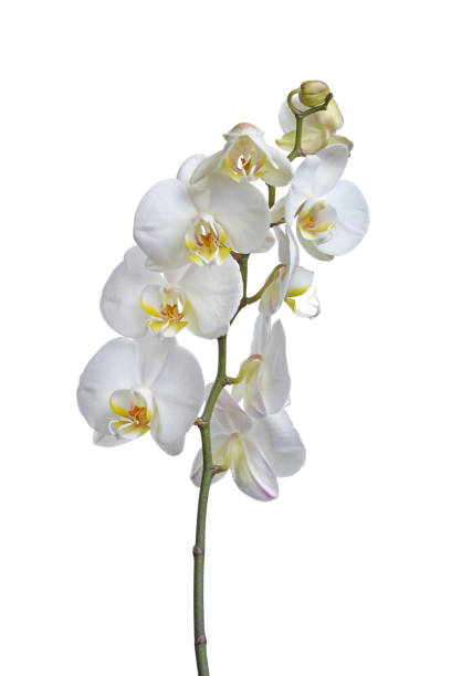 istock Indoor plant white orchid flower 940380848