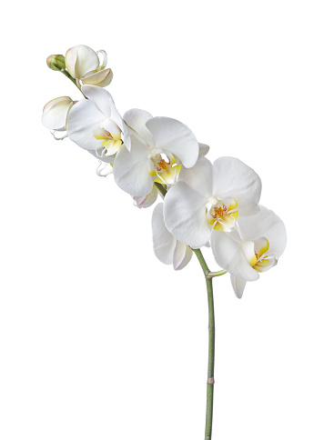 Indoor plant white orchid flower isolated on white background