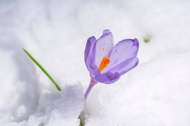 istock Flowers in the forest 940381658