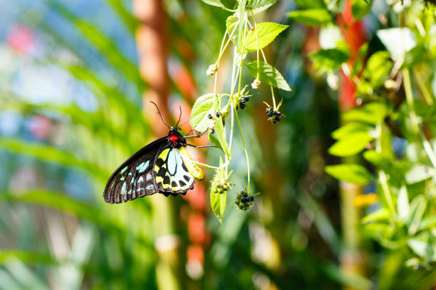 Butterfly with Yellow body and Brilliant Green, Yellow and Black wings on a white background. Clipping Path. A lot of intricate detail.