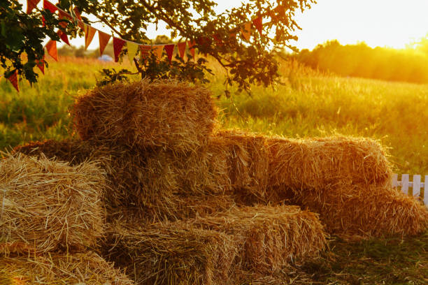 Square haystacks and white fence and colorful flags on a sunset, trees and fields background.