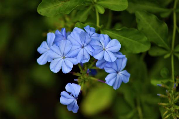 istock Blue little flowen in garden 940382582