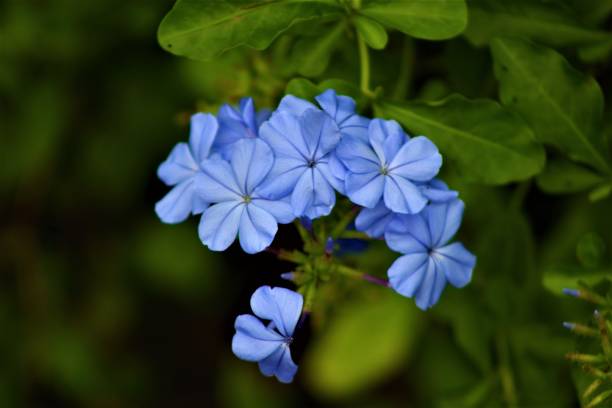 istock Blue little flowen in garden 940382594