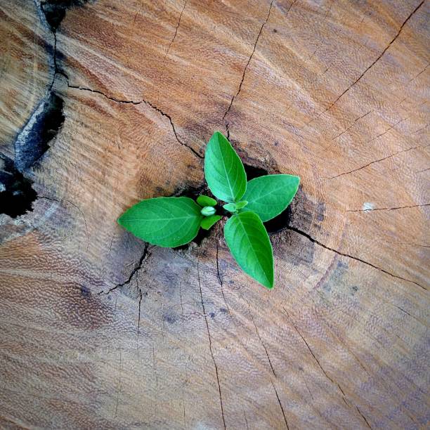 istock plant growing out of tree stump 940385206
