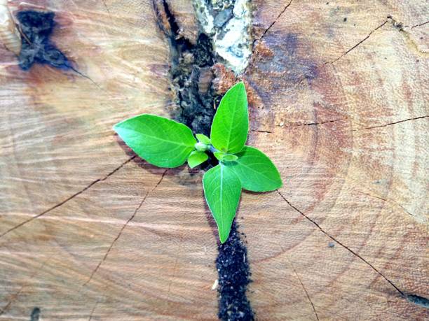 istock plant growing out of tree stump 940385218