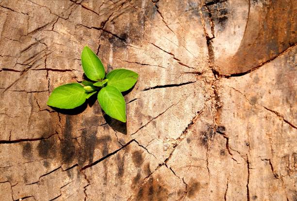 istock plant growing out of tree stump 940385236
