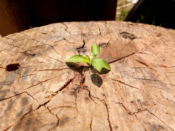 istock plant growing out of tree stump 940385238