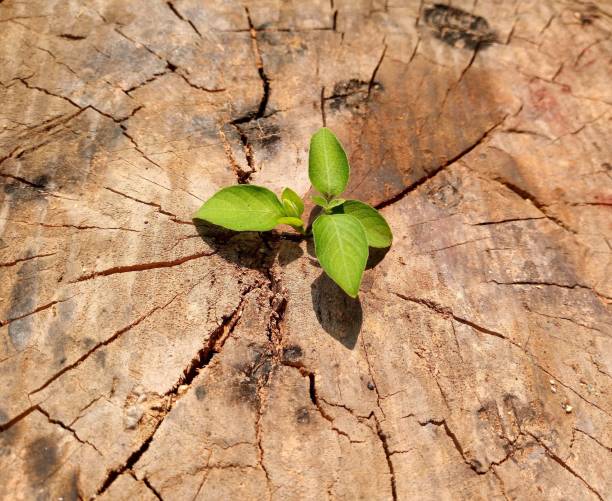 istock plant growing out of tree stump 940385254