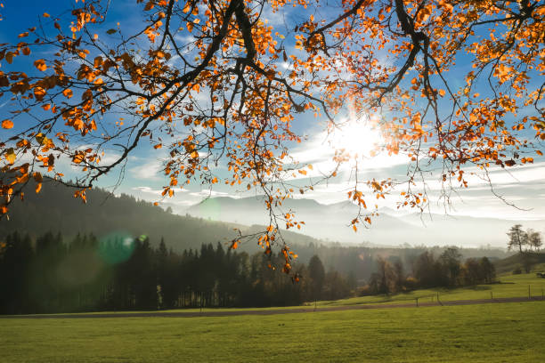 Autumn leaves on thin branches and a field in the Swiss Alps.