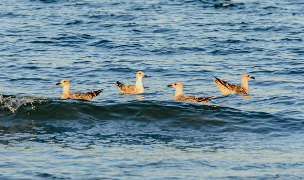 istock Seagulls floating in blue sea water, colored feathers, beak close up 940387062
