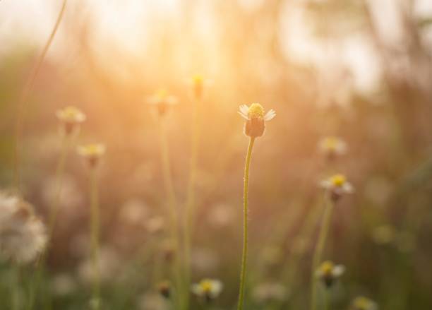 istock The grass flowers along the way. 940391452