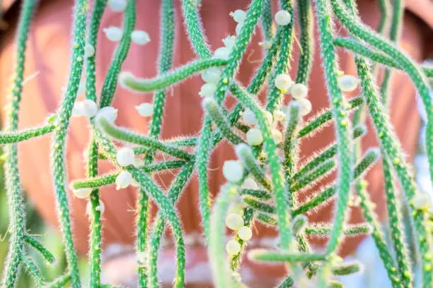 close up of rhipsalis baccifera or Spaghetti cactus