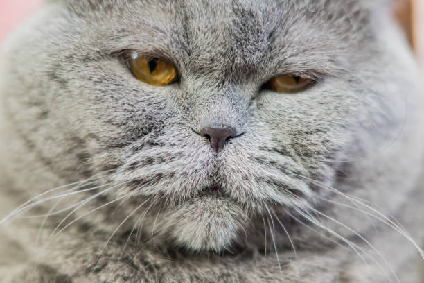 istock portrait of shothair gray british cat 940396494