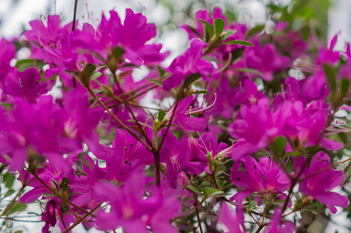 Foto de Flor De Flor Azaleia Roxa Fundo Floral e mais fotos de stock de  Arbusto - Arbusto, Azaléia, Beleza - iStock