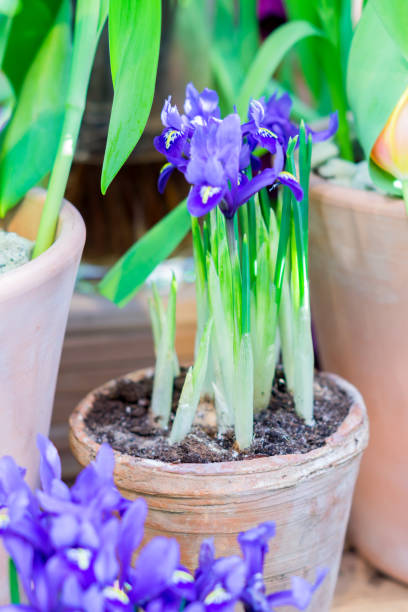 istock blue potted irises closeup, flowers in spring garden 940399366