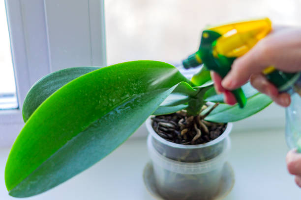 グリーンをスプレー女性の手は、窓枠にポット立ちコケ蘭の葉します。ハウス プラント医療概念 - orchid flower single flower green ストックフォトと画像
