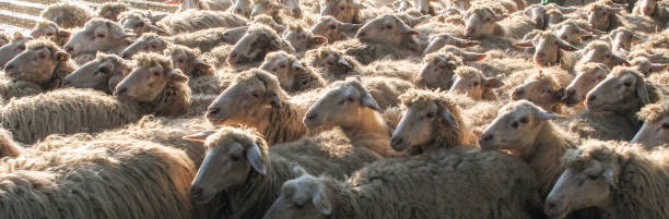 herd of sheep at Lecce, Italy Herd of sheep at Lecce, Italy whose milk is used for fresh ricotta cheese sheep flock stock pictures, royalty-free photos & images
