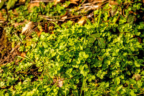 istock Watercress, fresh eatable herb and medicinal plant in spring 940404614