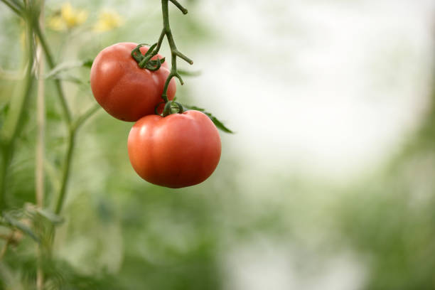 Tomato planted in a greenhouse.