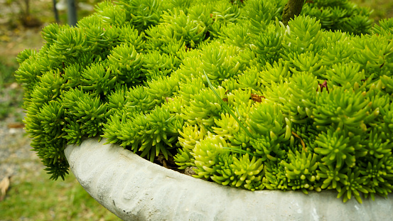 Evergreen cypresses plants