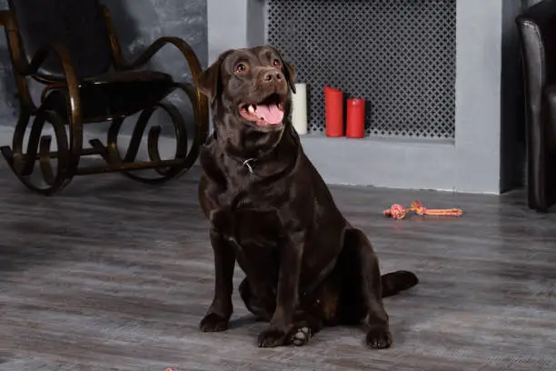 Dog Chocolate Labrador sits in a loft style room