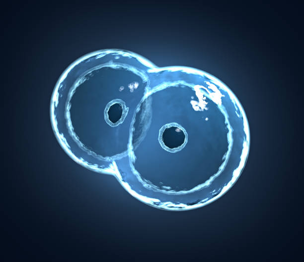 3d illustration of mitosis. stock photo