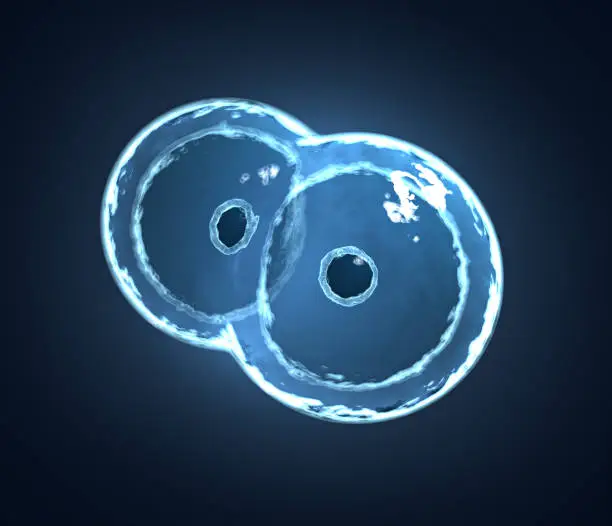 Photo of 3d illustration of mitosis.