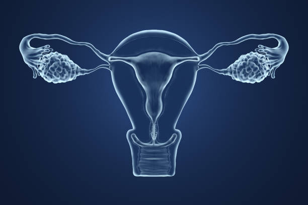 ilustración procesada 3d de una radiografía del útero. - ovary fotografías e imágenes de stock