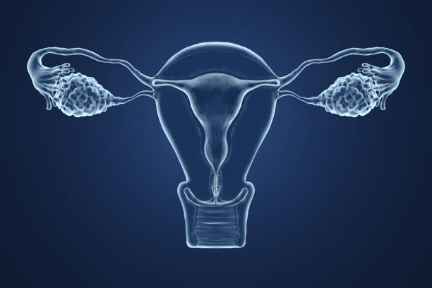 3d rendered illustration of an x-ray of the uterus. 3d rendered illustration of an x-ray of the uterus on a blue background. uterus stock pictures, royalty-free photos & images