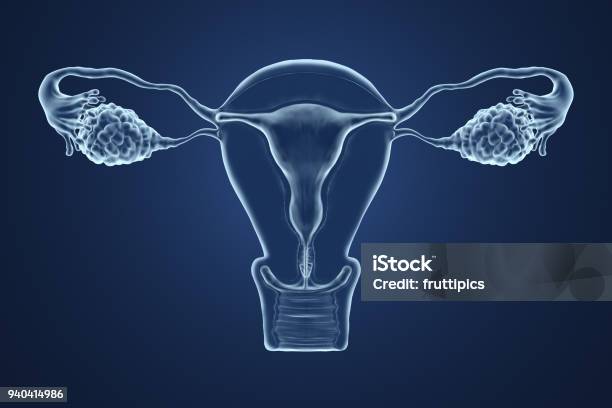 3d Rendered Illustration Of An Xray Of The Uterus Stock Photo - Download Image Now