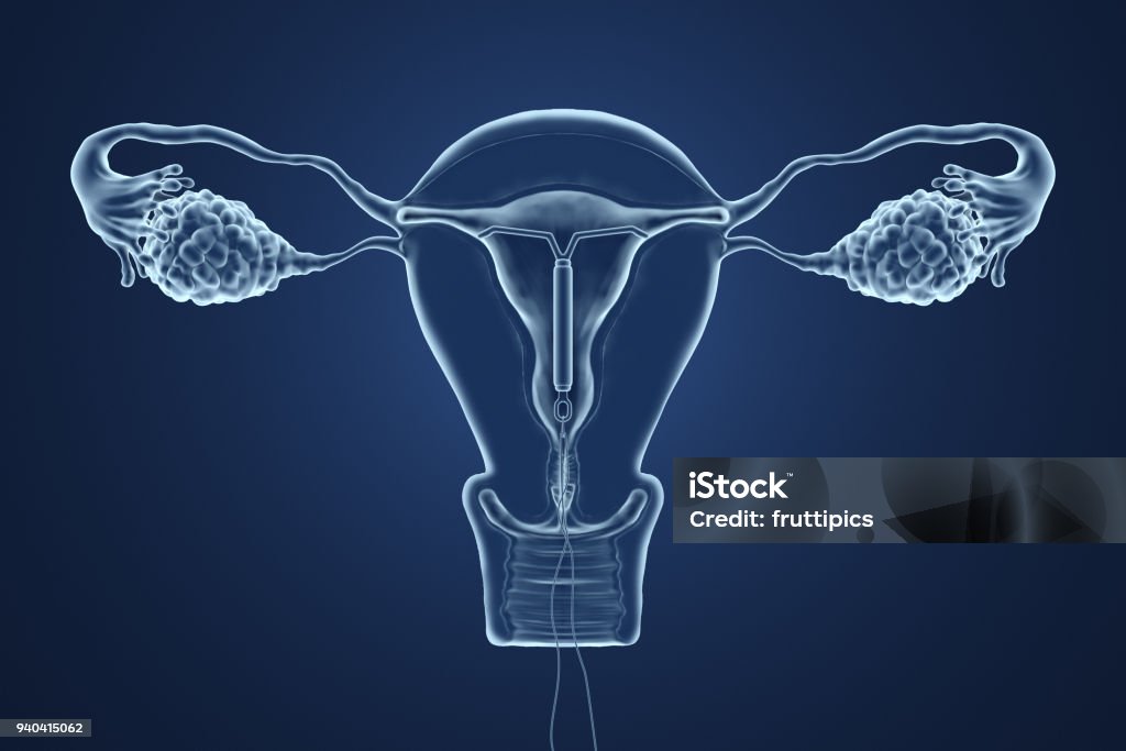 3d rendered illustration of an x-ray of the uterus. 3d rendered illustration of an x-ray of the uterus on a blue background. Hormone Stock Photo