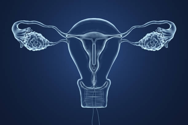 3d rendered illustration of an x-ray of the uterus. stock photo