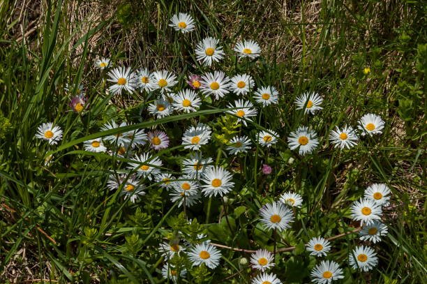 istock Springtime meadow with  white daisies bloom and green glade 940418218