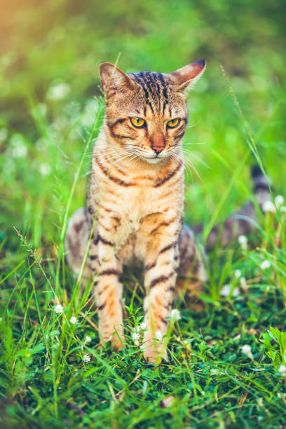 istock Pretty bengal cat sitting on green grass and looking aside at park. 940419006