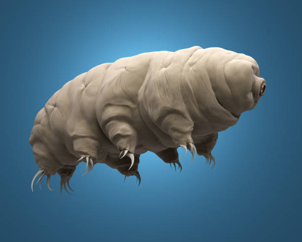 tardigrade 렌더링 3d 이미지입니다. - water bear 뉴스 사진 이미지