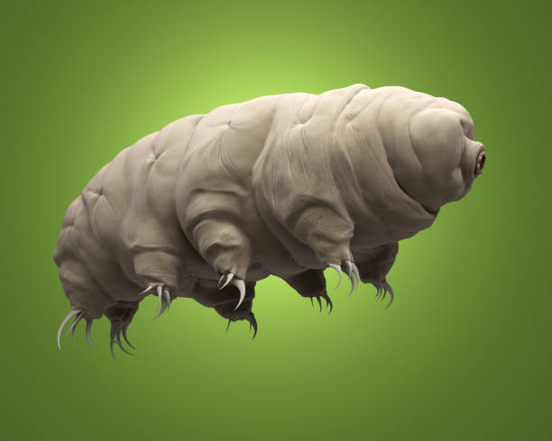 3d rendered tardigrade. stock photo