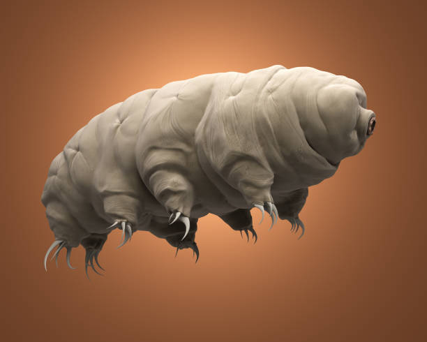 3d renderizada tardigrade. - water bear - fotografias e filmes do acervo