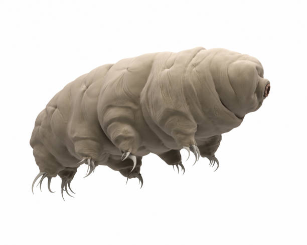 tardigrade 렌더링 3d 이미지입니다. - water bear 뉴스 사진 이미지