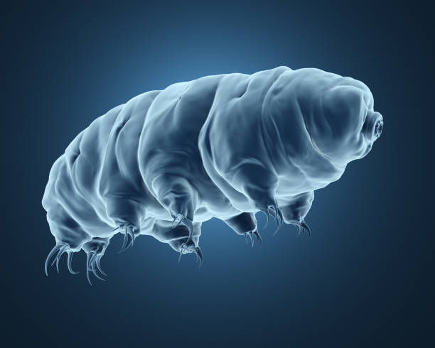 3 d レンダリング tardigrade。 - water bear ストックフォトと画像