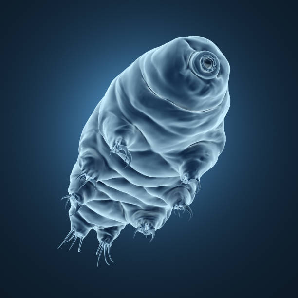 tardigrade 렌더링 3d 이미지입니다. - water bear 뉴스 사진 이미지