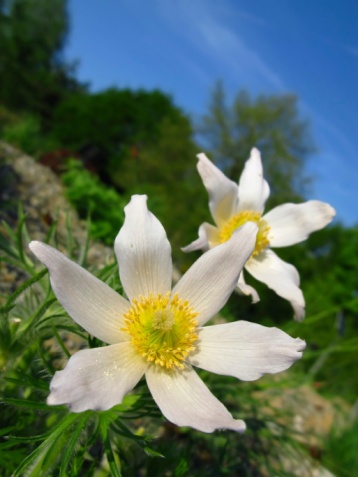 White pulsatilla flowers