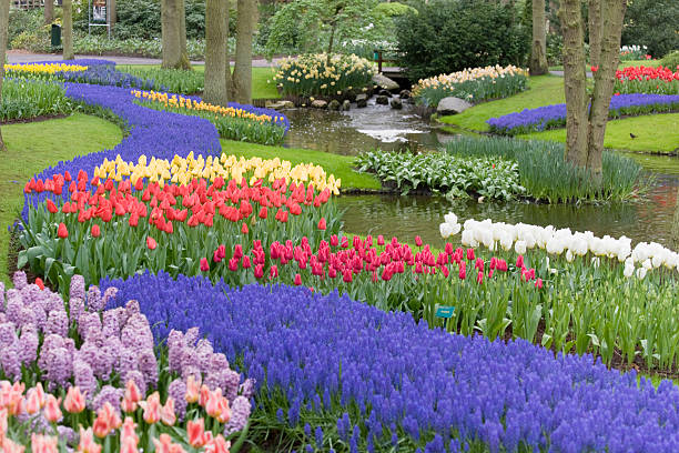 Beautiful flower bed of multicolored tulips in park (XXL) Beautiful multicolored flower bed in spring in a public park. Shallow DOF. Focus on the red and white tulips. keukenhof gardens stock pictures, royalty-free photos & images