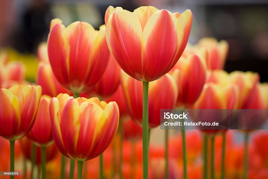 Close-Up di fiore letto con variegato rosso tulipani in giardino - Foto stock royalty-free di Tulipano