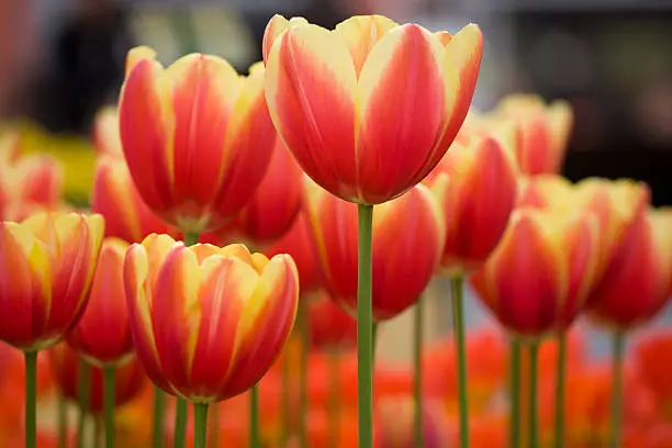 Close-up of flower bed with red and yellow variegated tulips. Shallow DOF. Focus on the tulip in the middle. 