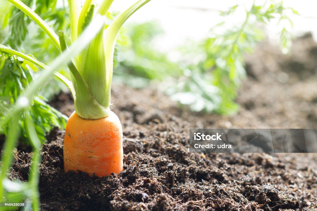 Carrot vegetable grows in the garden in the soil organic background Carrot vegetable grows in the garden in the soil organic background closeup Carrot Stock Photo