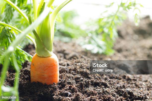 Carrot Vegetable Grows In The Garden In The Soil Organic Background Stock Photo - Download Image Now